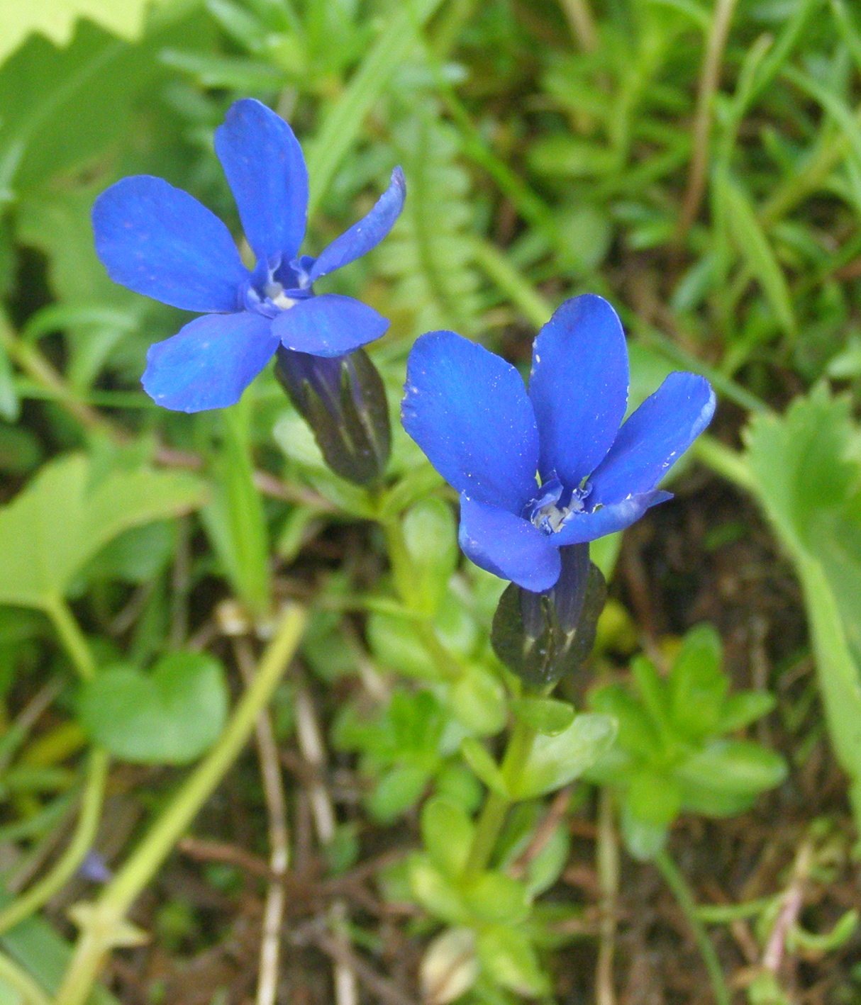 Gentiana rostanii / Genziana di Rostan